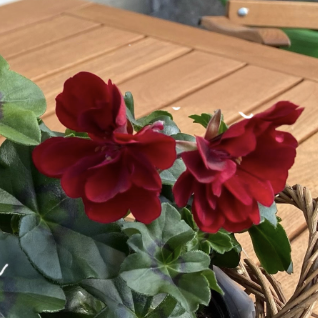 Auf einem hölzernen Tisch sind zwei rote Blumen zu sehen, die in der Sonne blühen und eine grüne Umgebung umrahmen.