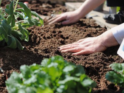 Personen bereiten den Gartenboden für die Pflanzung von Gemüse und Kräutern an einem sonnigen Frühlingstag vor.