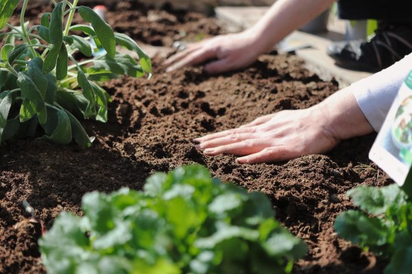 Gartenarbeit im Frühling mit einer Hand im Boden