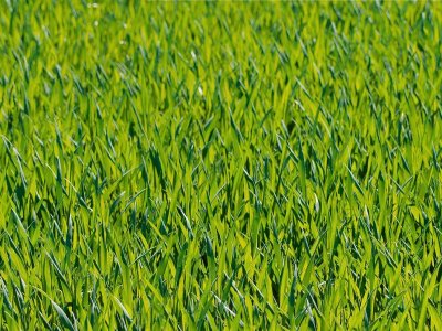 Das saftige, grüne Gras wächst üppig in einem sonnigen Gebiet während des Frühjahrs.
