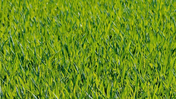 Das saftige, grüne Gras wächst üppig in einem sonnigen Gebiet während des Frühjahrs.