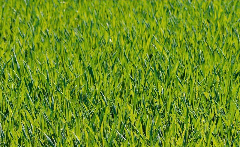 Frisches, grünes Gras wächst im Sonnenlicht