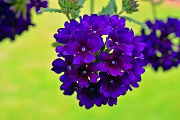 In einem lebhaften Garten blühen violette Verbenen, während die Sonne auf die Blumen scheint und die Natur erblüht.