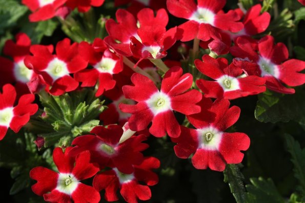 Prächtige rote Blumen blühen lebhaft im sonnigen Garten während des Frühlings.