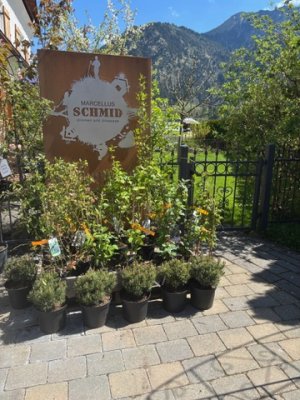 Im Freien stehen verschiedene Pflanzen in Töpfen vor einer schönen Alpenkulisse.