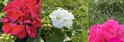 Farbenfrohe Geranien in einem Garten