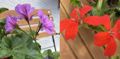 Bunte Blüten in einem Garten im Frühling