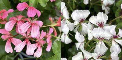 Bunte Blumen in einem Garten im Frühling
