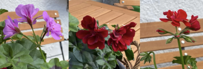 Bunte Geranien in einem blühenden Garten