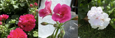 Blumen in verschiedenen Farben im Garten