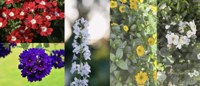 Bunte Blumenvielfalt in einem Garten im Frühling