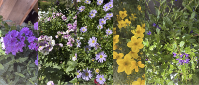 Bunte Blumenvielfalt in einem schönen Garten