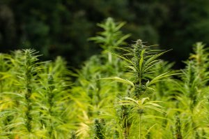 Hemp-4438794