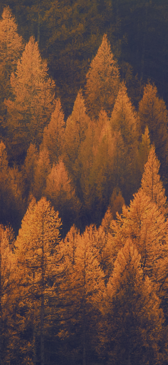 2025 10 Family-Aparts Bilder Stock2