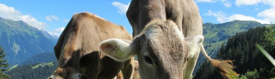 Cows-203460 1920 (2)