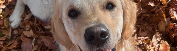 Hund 13