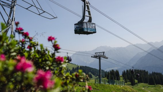 Fahrt über Alpenrosen