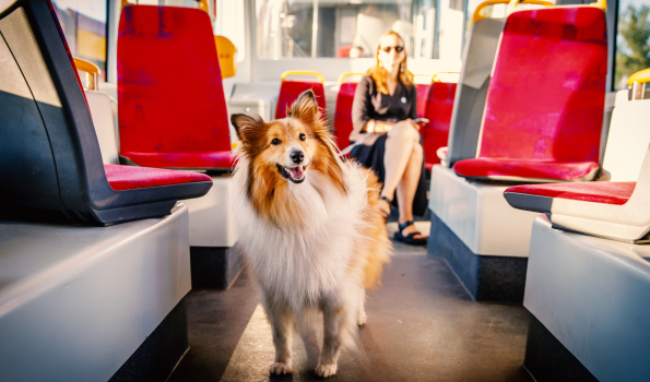 Hund im Bus