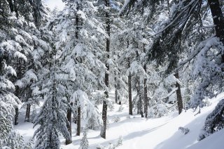 Wald der weißen Kiefern auf dem Dautov-Gipfel, Pirin Gebirge, Bulgarien