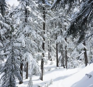Wald der weißen Kiefern auf dem Dautov-Gipfel, Pirin Gebirge, Bulgarien
