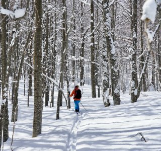 Skitour zum Dautov, Start im Wald
