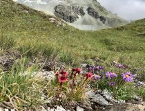 Wandern Alpen bunte Blumen