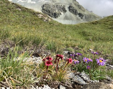 Wandern Alpen bunte Blumen