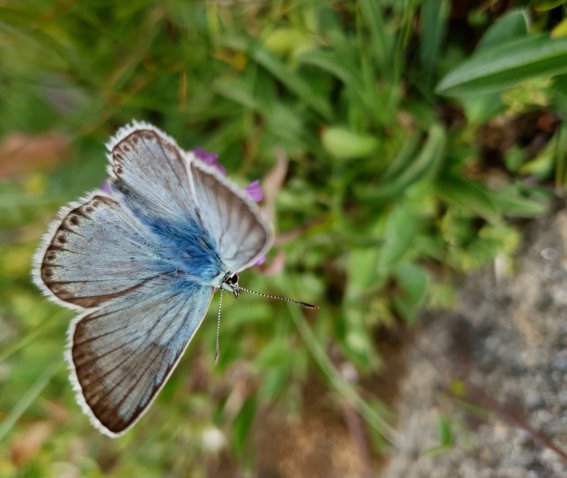 blauer schmetterling vor grünem gras