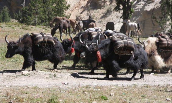 Yaks, Westnepal, Anmarsch Puta Hiunchuli