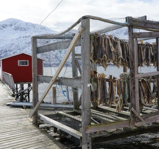 Lyngen Alps Trockenfischgestell auf Uløya