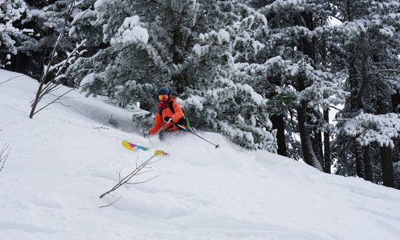 Powdern in Bansko, steile Waldabfahrt vom Todorka