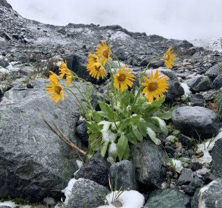 Blumen im Schnee, Steine, Eis