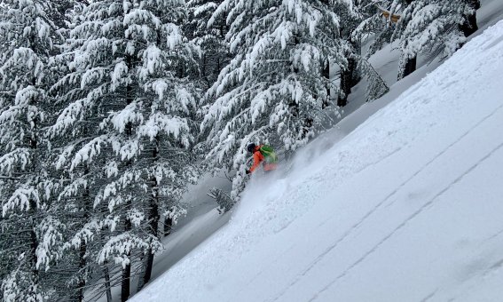 tiefschnee, skifahrer, nadelbäume, orange jacke