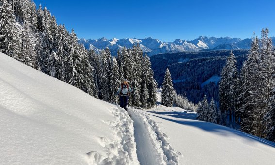 aufstiegsspur, skitour, tannen, 1 person, blauer himmel