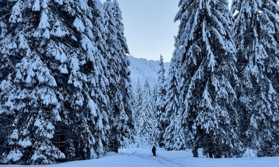 verschneite tannen, skifahrer, skispur