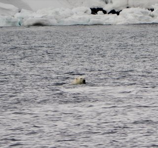 eisbärenkopf im wasser, schwimmender eisbär, spitzbergen