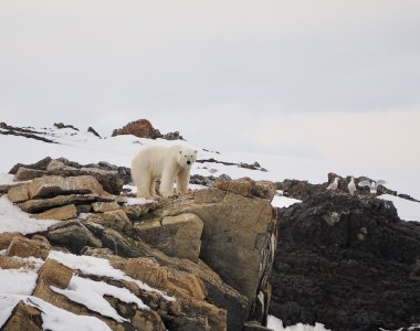 eisbär beobachtet