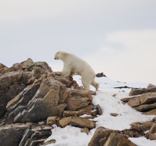 eisbär klettert auf fels, spitzbergen