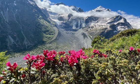 almrausch in der bernina