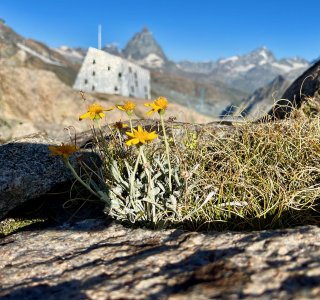 gelbe blumen vor monte rosa huette, matterhorn, blauer himmel