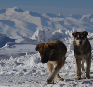 zwei junge hunde im suusamyr valley