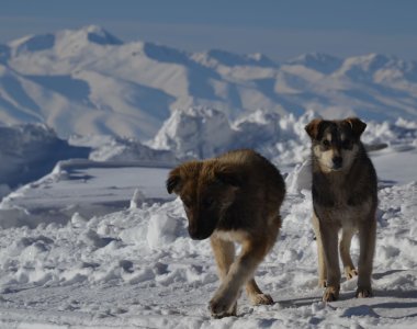 zwei junge hunde im suusamyr valley