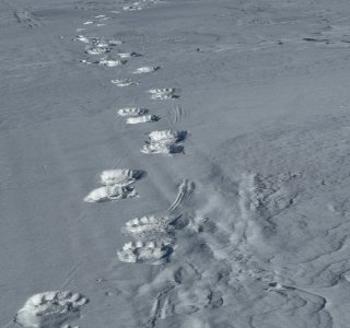 Spitzbergen, bärenspur