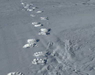 Spitzbergen, bärenspur