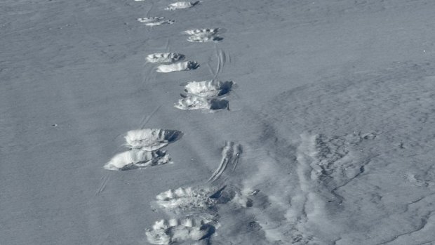 Spitzbergen, bärenspur