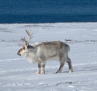 Spitzbergen, rentier