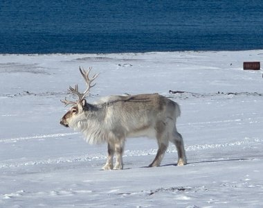 Spitzbergen, rentier