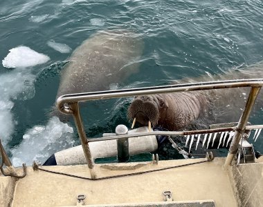 Spitzbergen, walross am boot