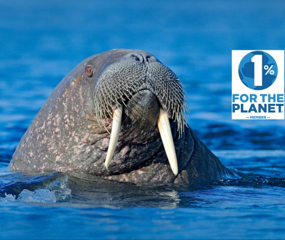 Walross Spitzbergen, 1% for the planet