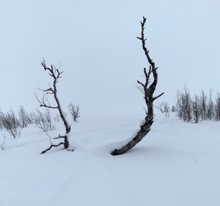 Lyngen 2020 Schneehöhenmessung am Hausberg